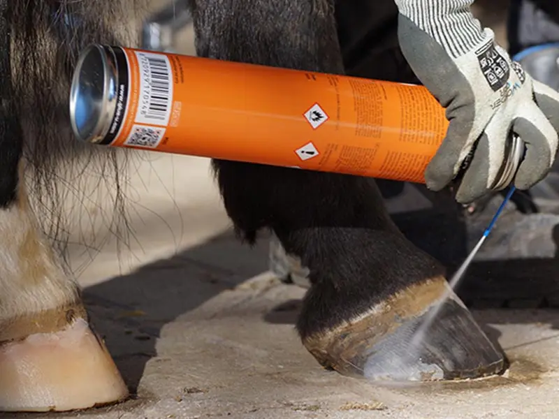 Der Hufschmied berietet den Huf für das Kleben mit dem GluShu vor. Zum Entfetten sprüht er den Huf mit dem ShuCleaner von Glue-U ein.
