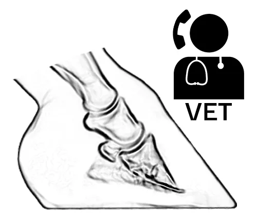 Röntgenaufnahme eines Hufes mit Tierarzt-Symbol, um darauf aufmerksam zu machen, dass im Falle eines Hufrehebeschlags der Tierarzt mit einzubeziehen ist