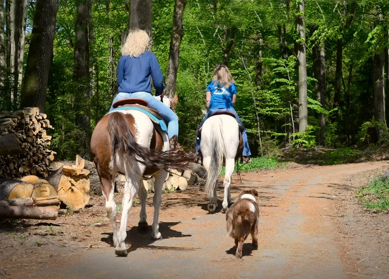 zwei Freizeitreiterinnen reiten im Sommer durch den Wald, begleitet von einem Hund