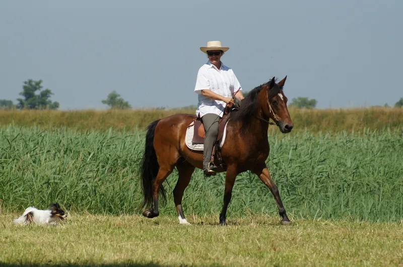 eine Reiterin reitet einen Paso Fino Wallach auf einer Wiese