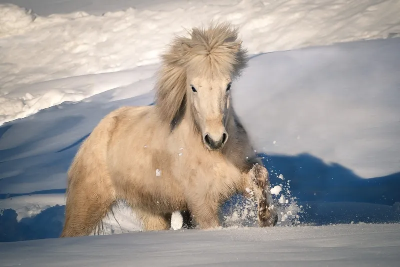 ein weißes Islandpferd im Tiefschnee