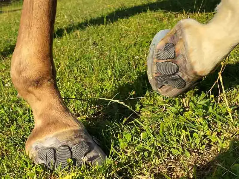 Zoccoli di cavalli con ferratura incollata in un prato.