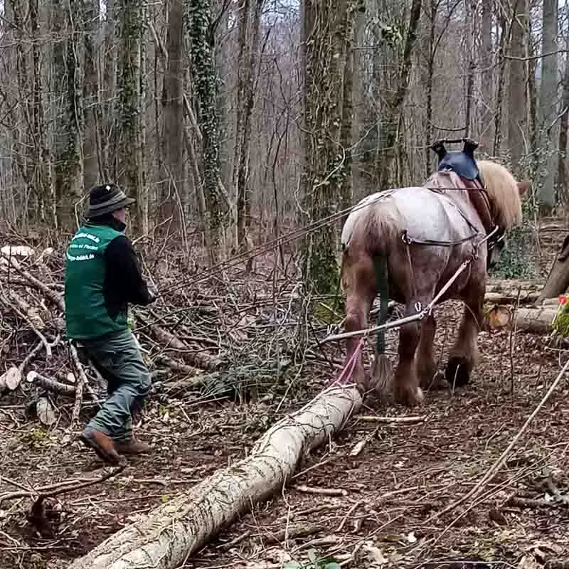 Cold-blooded horse hauling a tree trunk through the forest