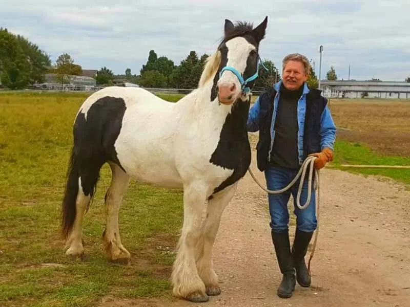 glue-on horseshoe for a Clydesdale horse