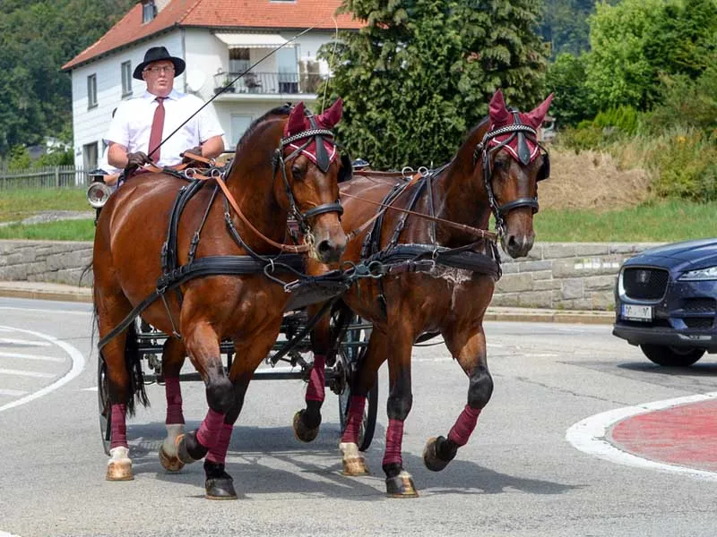 a horse carriage in the city
