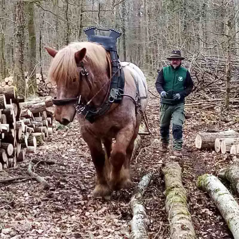 draft Horse during forestry work shod with composite horseshoes