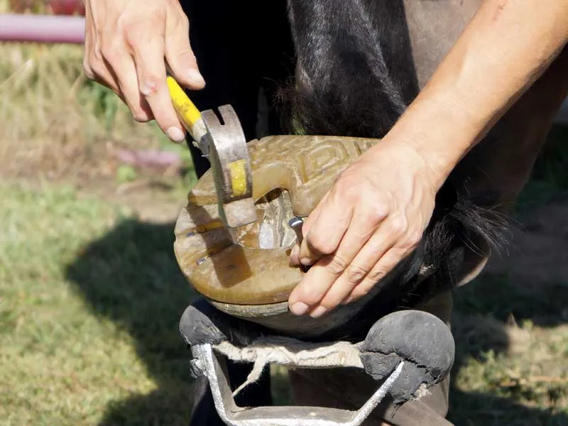 a farrier is nailing draft horse shoe onto a hind hoof resting on the hoof stand