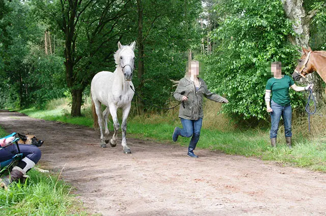 Ein weißes Pferd wird vorgetrabt - Tierarztkontrolle auf einem Distanzritt.