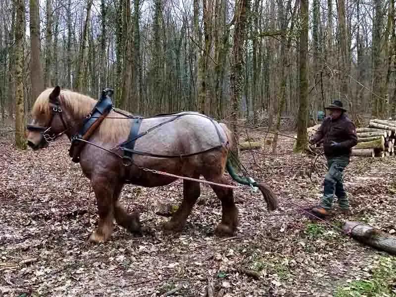 horse logging