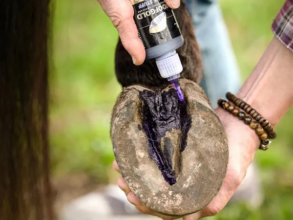 BlueStuff von HOOFGOLD wird im Bereich der Hufsohle und des Strahls aufgetragen.