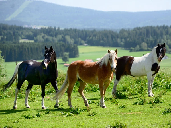 Gesunde Hufe sind eine wesentliche Voraussetzung für das Wohlbefinden eines Pferdes.