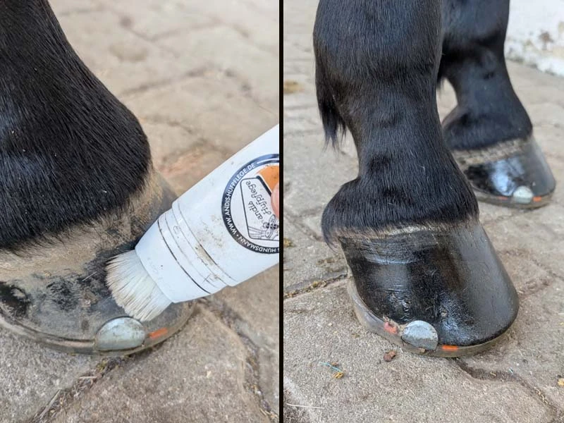 Ein zweigeteiltes Foto zeigt den Huf vor und nach dem Auftragen von Hoofsmooth.