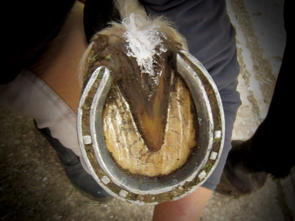 Zoccolo ferrato trattato con Hoof-Stuff® di Red Horse®.