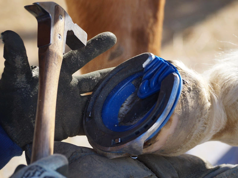 Farrier nailing a horseshoe with a blue shock-absorbing horseshoe pad onto a horse’s hoof. The head of the driving hammer is visible in motion.
