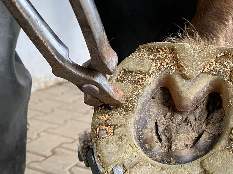 dettaglio della rimozione di un ferro usato con rivestimento in plastica. Il maniscalco utilizza una tenaglia tirachiodi per estrarre il chiodo dallo zoccolo.