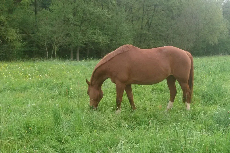 Cavallo bianco in piedi nel maneggio coperto