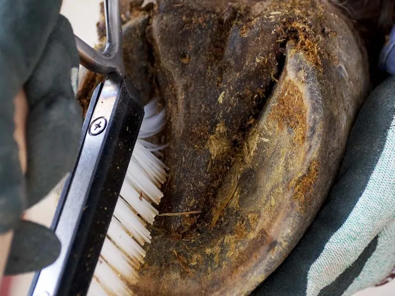 The farrier cleans the hoof with a sturdy hoof pick with a brush.