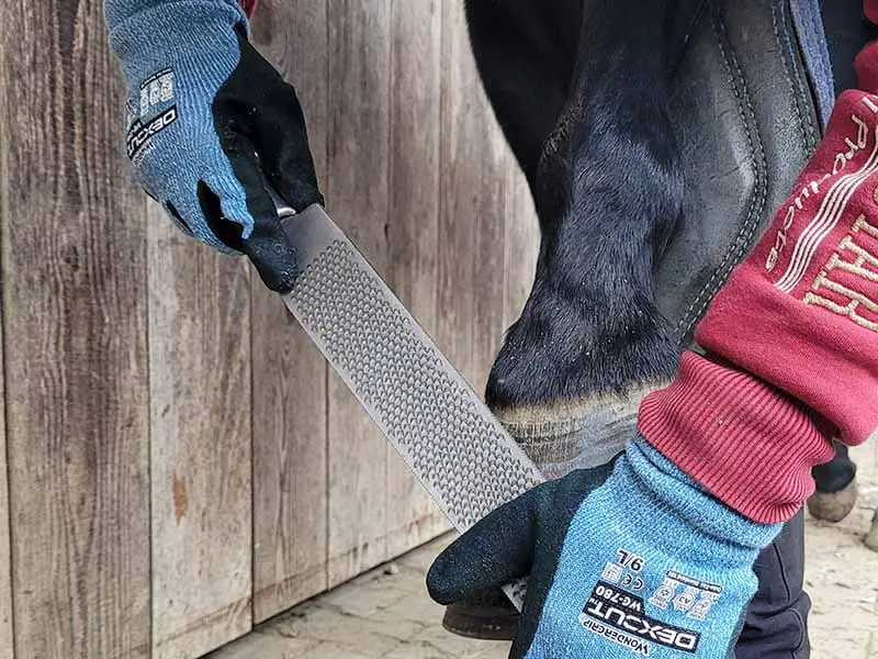 A farrier is shown rasping a front hoof positioned on a hoof stand wearing WonderGrip winter gloves with cut protection.