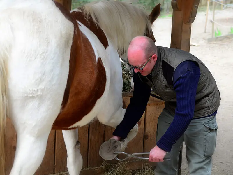 veterinarian using a hoof examination forceps when suspecting laminitis
