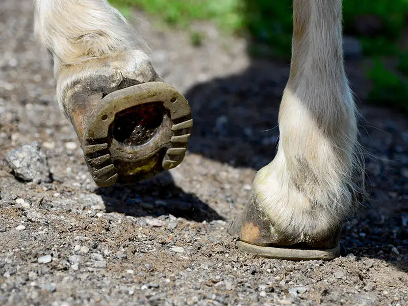 Close-up of the hooves of a horse fitted with open-toed horseshoes, walking along a gravel path beside a green meadow.