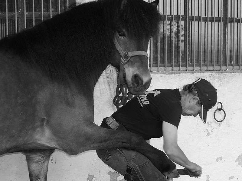 Farrier working on the bare hooves of an Icelandic horse's front hooves