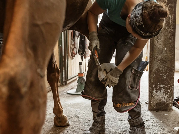Una herradora coloca herraduras a un caballo con una herradura compuesta. Lleva un delantal de herrador.