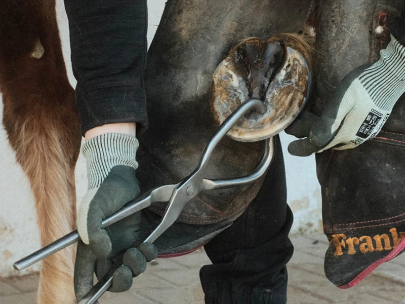 Der Hufschmied prüft per Zangendruck mit einer Hufuntersuchungszange, um Schmerzpunkte im Huf zu lokalisieren.