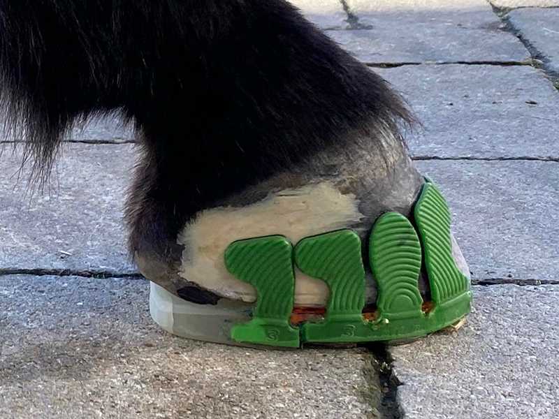 special shoe for donkey hooves - composite horse shoe with gluing tabs