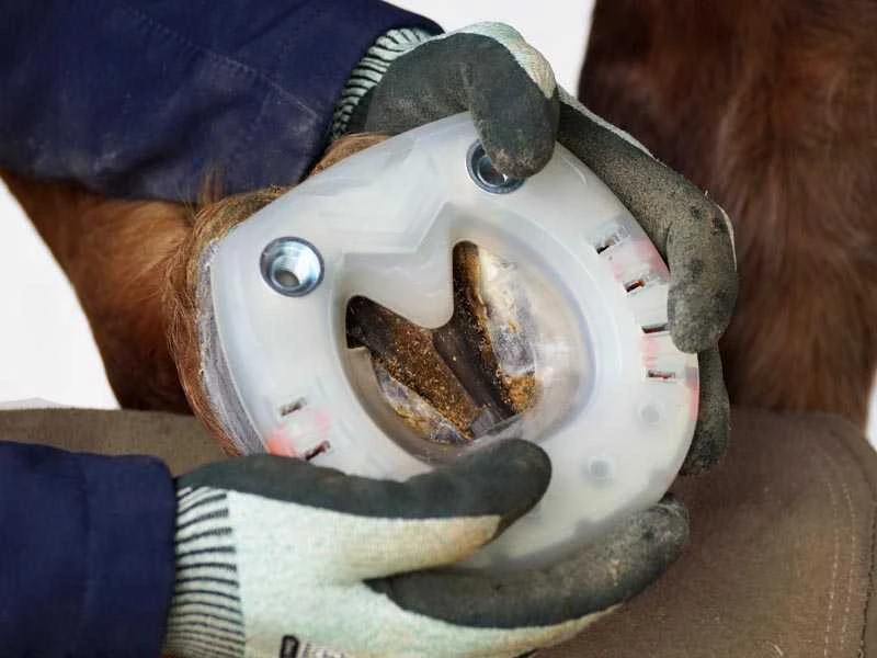 Hufeisen mit Kunststoffmantel und Stollenlöchern für Springpferde mit gerader Zehe