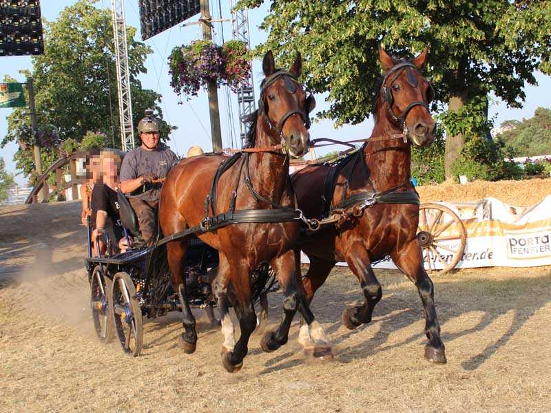 Una squadra viene trainata da due cavalli da carrozza di Moritzburg durante l'evento Titani dell'ippodromo