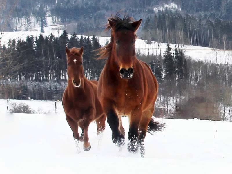 Kaltblut Wallach und Quarter Horse galoppieren im Winter durch den Tiefschnee