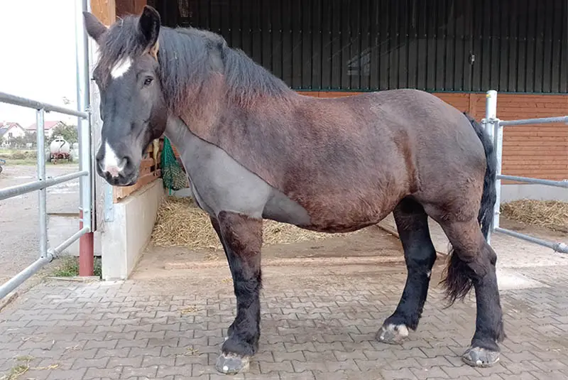 Un cavallo da tiro nel paddock, tutti e quattro gli zoccoli ferrati con ferrature alternative incollate