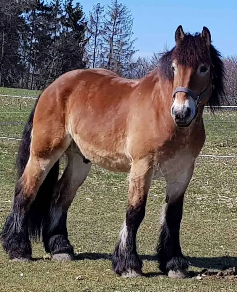 Rheinisch-Deutscher Kaltblutwallach steht auf der Koppel.