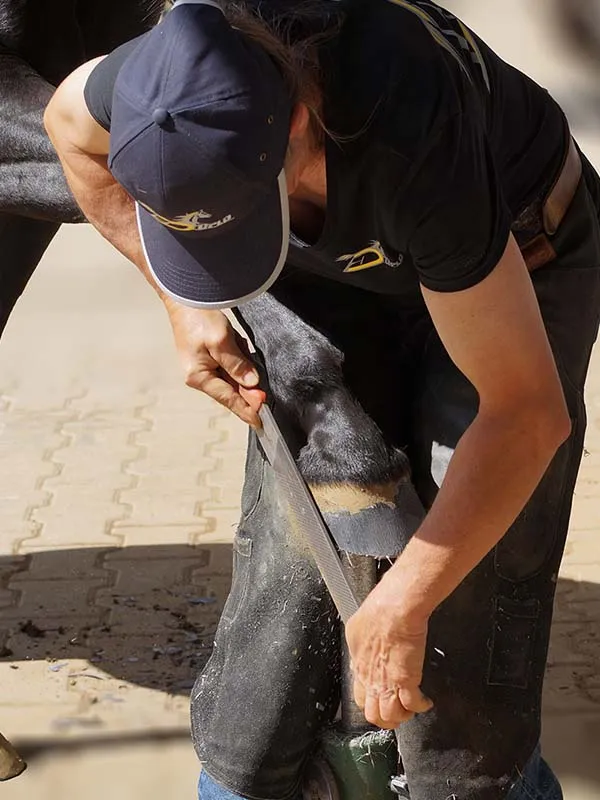Hufbearbeiterin beim Raspeln der Hufwand sie trägt ein Werbe-T-Shirt und eine dunkelblaue Cap mit Firmenlogo des Herstellers der Duplo Verbundbeschläge für Pferde. 