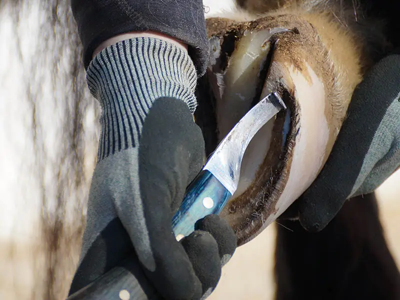 Detailaufnahme der Hände des Hufschmieds beim Ausschneiden des Pferdehufes. Man sieht Schnittschutzhandschuhe und im Fokus ist das Hufmesser mit scharfer Klinge und blauem ergonomisch geformtem Griff.