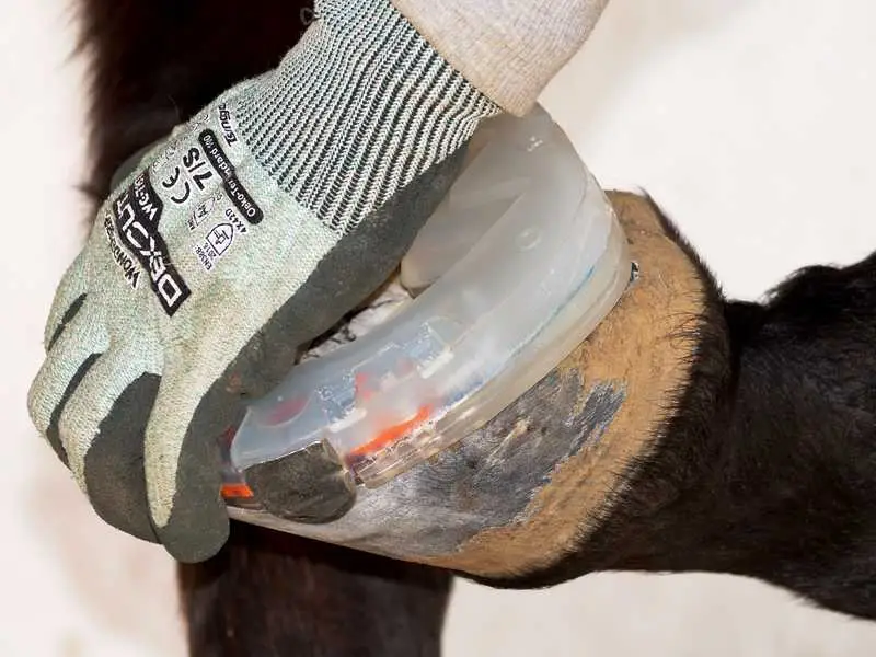 Testing the fit of the wedge shoe on the hoof.