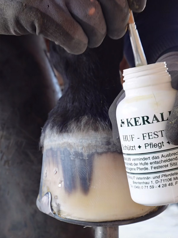 Farrier treats the shod hoof with hoof Stabilizer from Keralit