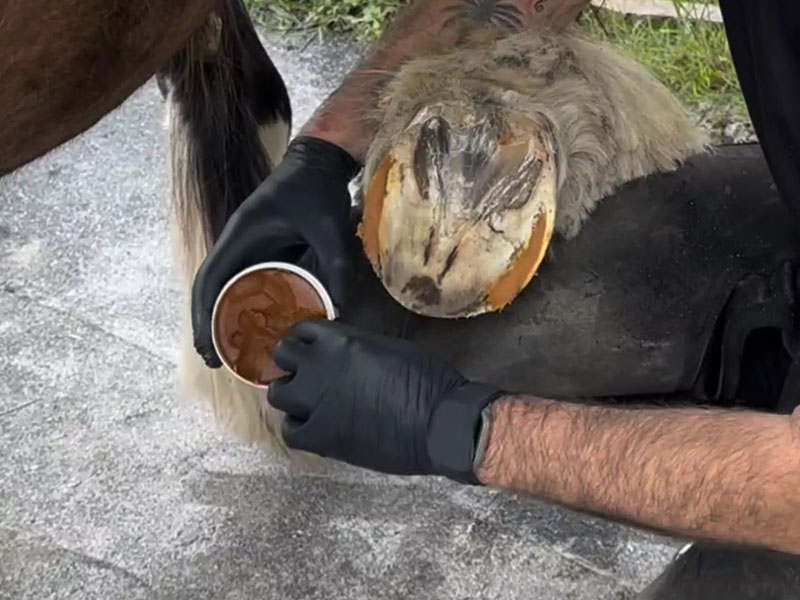 The farrier applies Keralit Undercover to the hoof in the area of the white line.