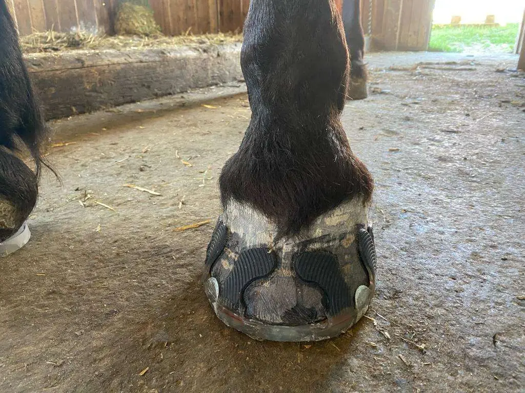 Huf einer Norikerstute mit Klebebeschlag.