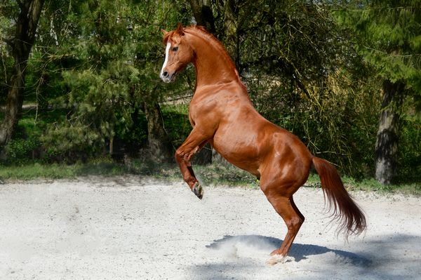Cavallo arabo che alza gli zoccoli anteriori con ferrature Duplo incollate