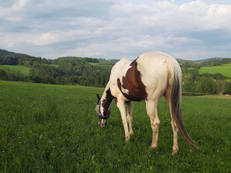 Paint Horse steht mit Fliegenmaske auf der Graskoppel