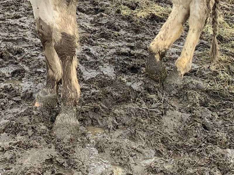 Pferd steht in der matschigen Koppel