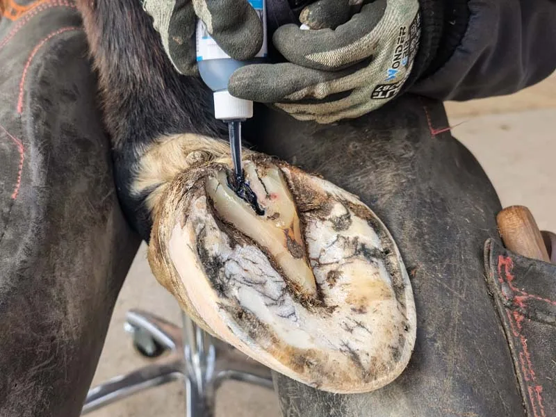 The farrier applies the Hoof Hygiene Liquid to the hoof.