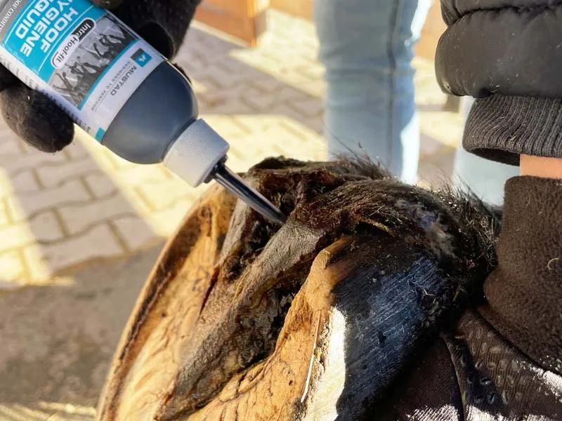 El propietario del caballo trata el casco de su caballo con el Hoof Hygiene Liquid de Mustad.