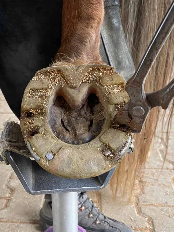 A nail in a composite horseshoe: the nail head is precisely gripped to pull it out of the shoe.