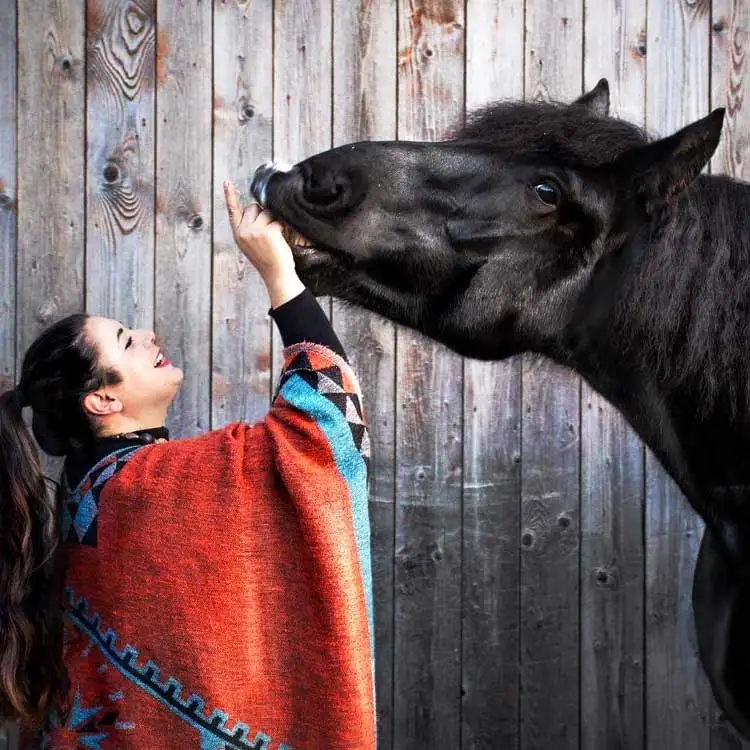 Caballos de sangre fría