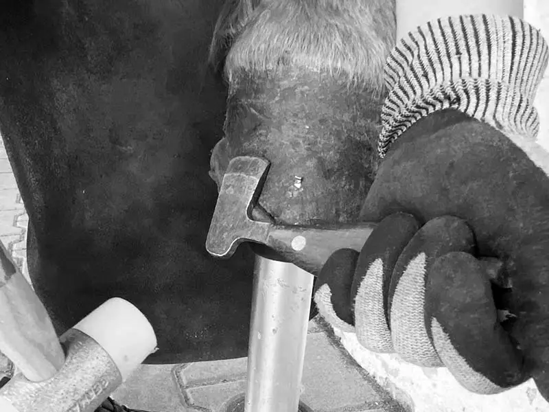 Der Hufschmied löst mit einer Abbrechklinge von Double S die Nieten am Pferdehuf, um das Hufeisen abzunehmen. Er trägt Schnitschutzhandschuhe und verwendet einen Schonhammer mit Nylonkopf.