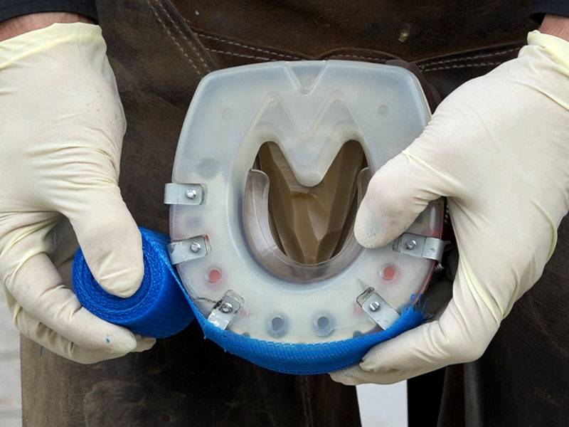 wrapping the casting tape around the cast shoe on the horse's hoof