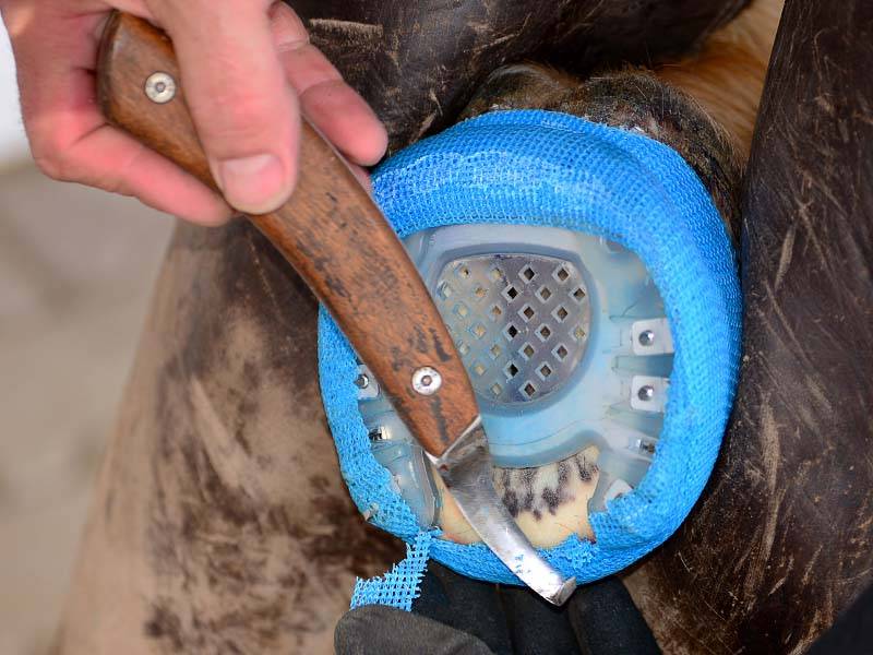 The farrier adjusts the casting tape with the hoof knife after wrapping it around the hoof