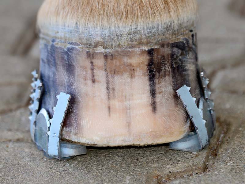 the cast horseshoe on the hoof before wrapping with the casting tape